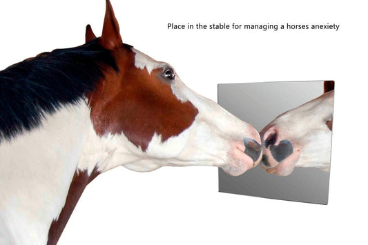 Mirror Sheet DIY Projects Glass Replacement Acrylic with a Horse in the reflection with verbiage and text For Buddy Sour Horses