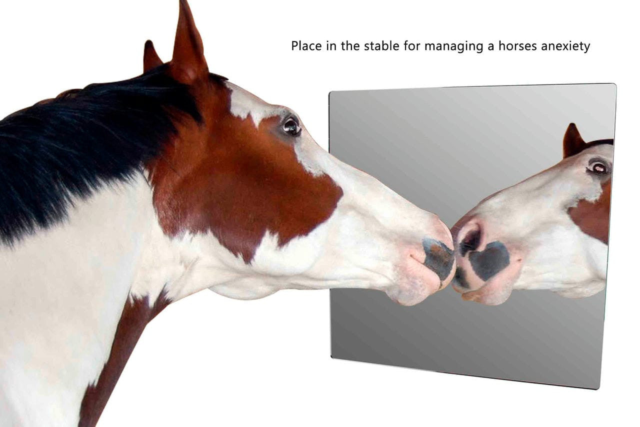 Twenty Four by Twenty Four Mirror Sheet DIY Projects Glass Replacement Acrylic Horse Buddy Sour